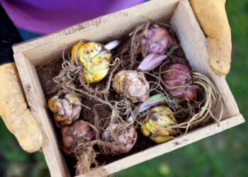 Blumenzwiebeln kaufen: Tipps für farbenfrohe Gärten