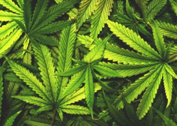 Auf den Spuren der Hanfpflanze: Eine historische Entdeckungsreise