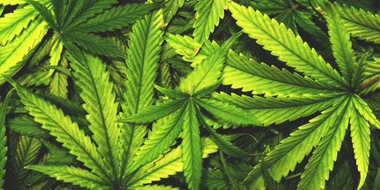 Auf den Spuren der Hanfpflanze: Eine historische Entdeckungsreise