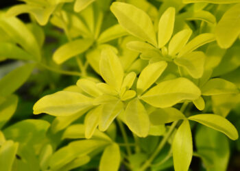 Die Orangenblume (Choisya ternata): Ein ausführlicher Ratgeber für Hobbygärtner