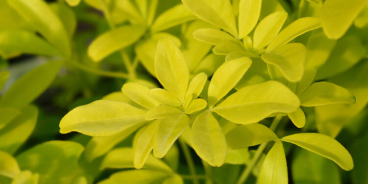 Die Orangenblume (Choisya ternata): Ein ausführlicher Ratgeber für Hobbygärtner